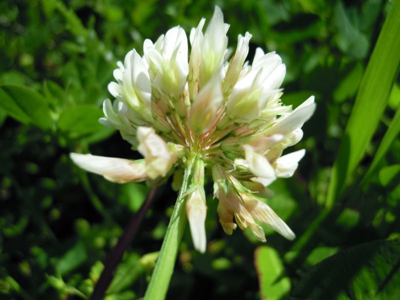 Trifolium repens